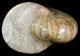 Polished Nautilus Fossil - Madagascar #47389-2
